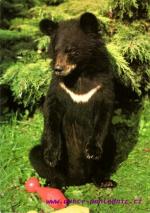 Dvůr Králové nad Labem - ZOO mládě medvěda himalájského
