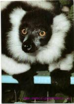 Lemur Vari - ZOO Kolín nad Rýnem