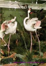 Úsov - Plameňáci růžoví ve vitrině ornitoligické sbírce