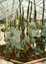 Olomouc- Flora - Kaktus