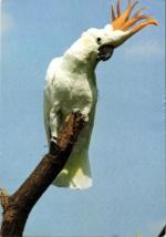 Kakadu zlatočelý