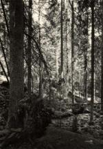 Boubínský prales