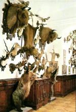 Konopiště - lovecké trofeje 