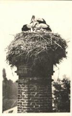 Lázně Bohdaneč - čapí rodina 
