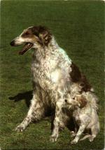 Pes Barzoj