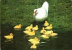 Bílá kachna s mláďaty 