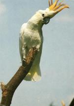 Kakadu zlatočelý