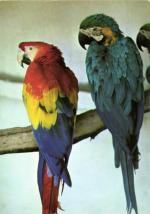 Papoušci ARA