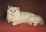 Perská kočka stínovaná Kameo