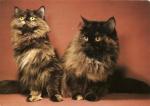 Kočky perské