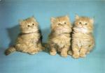 Koťata perská