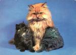 Kočka perská s koťaty