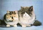 Kočky perské
