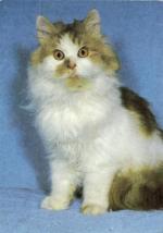 Kočka perská červeno-bílá