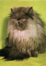 Kouřová perská kočka