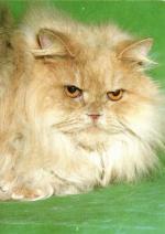 Kočka perská krémová