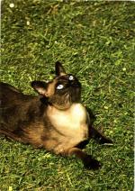 Kočka siamská seal-point