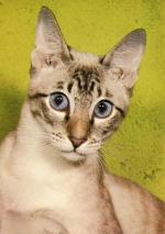 Siamská kočka s žíhanými odznaky