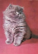 Kotě perské