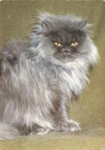 Kočka perská modrokouřová