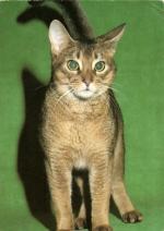Habešská