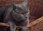Kočka britská modrá