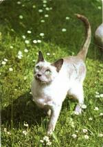 Kočka siamská blue-point