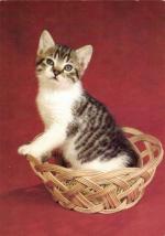 Kočka domácí