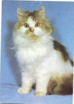 Kočka perská červeno-bílá