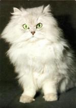 Kočka perská stříbřitě stínovaná