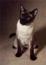 Kočka siamská s tmavěhnědými odznaky