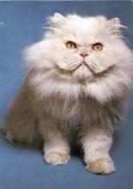 Kočka perská krémová