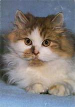 Kočka perská dvoubarevná