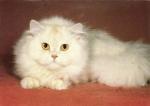 Kočka perská krémová kameo