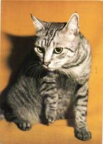 Kočka evropská stříbřitě tygrovaná