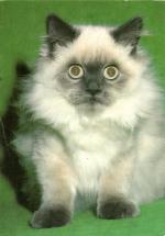 Perská modrá