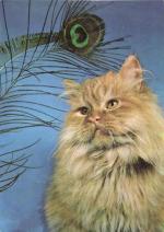 Kočka perská