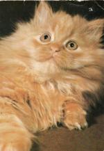 Kočka perská červená
