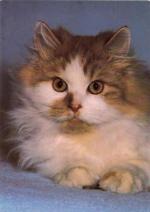 Kočka perská dvoubarevná