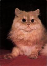 Kočka perská červená