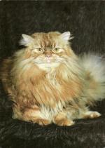 Kočka perská červeně mramorovaná