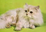 Perská kočka Kameo