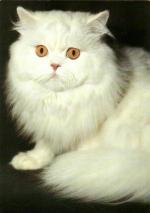 Kočka perská bílá s oranžovýma očima