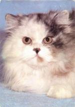 Kočka perská želvovinová s bílou
