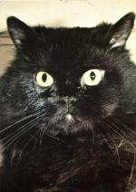 Kočka perská černá