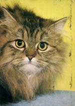 Perská hnědě mramorovaná kočka
