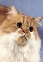 Kočka perská dvoubarevná černobílá