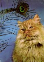 Kočka perská