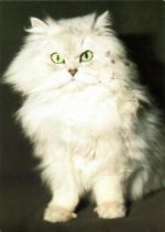 Kočka perská stříbřitě stínovaná