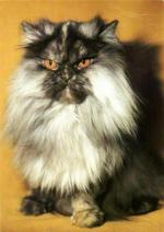 Kočka perská kouřová želvovinová